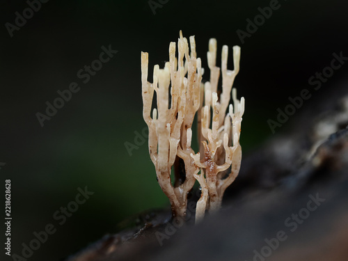 White coral fungus growing on forest floor