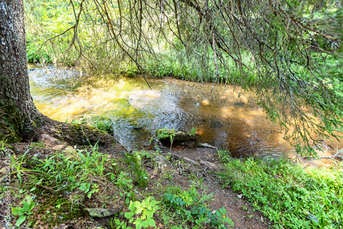 Forest stream flowing beneath evergreen trees