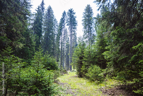 Forest trail surrounded by young evergreen trees
