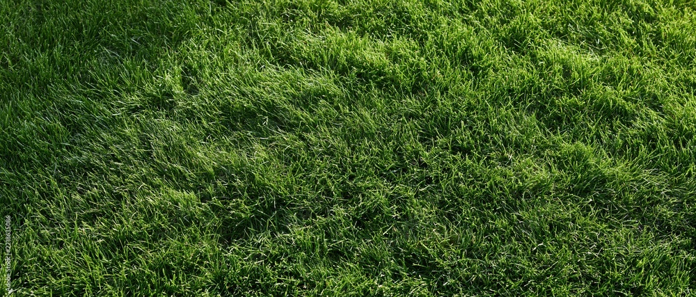 Naklejka premium Freshly mowed short grass lawn filling the frame flat