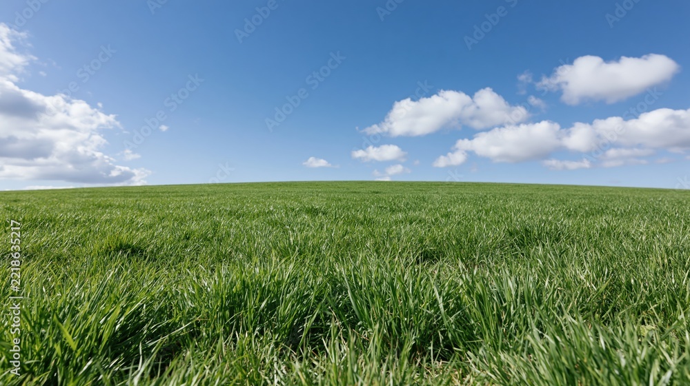 Obraz premium Wide grassy field stretching to a gently rolling horizon under a blue sky with scattered clouds