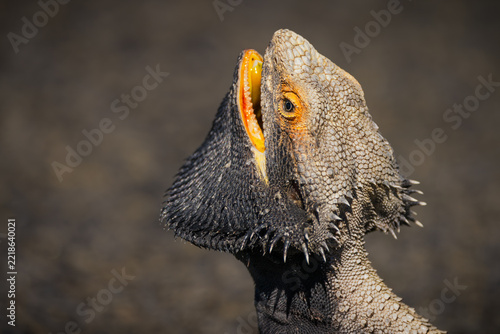 A close up of a bearded dragon lizard with its frill spines and bright yellow mouth, and its throat pouch on alert display on the road to Mount Moffatt near Carnarvon Gorge in Queensland, Australia.