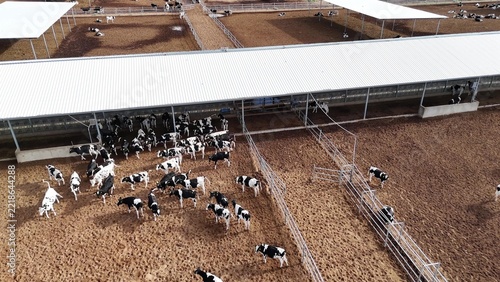herd of black and white cows inside cattle shed on dairy farm