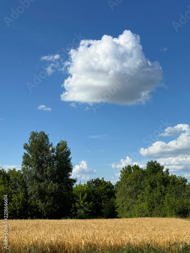 Photography Wheat field crop and sky with clouds vertical