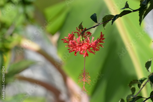 Hängender Roseneibisch