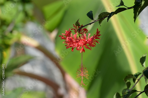 Hängender Roseneibisch