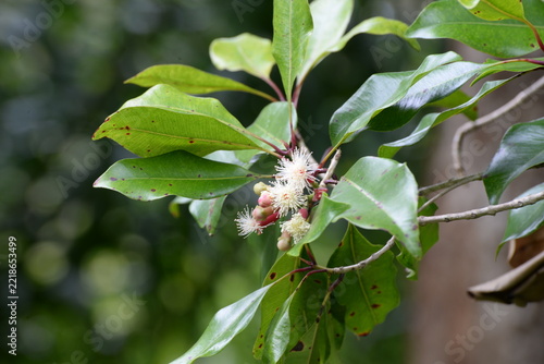 Blüten des Gewürznelkenbaums