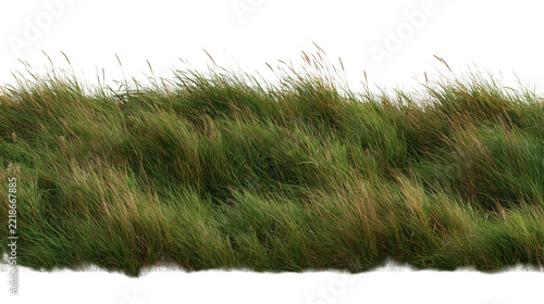Lush green meadow grass border with long thin blades and seed heads
