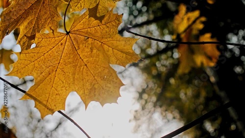 Autumn background-yellow maple leaves in the city Park
