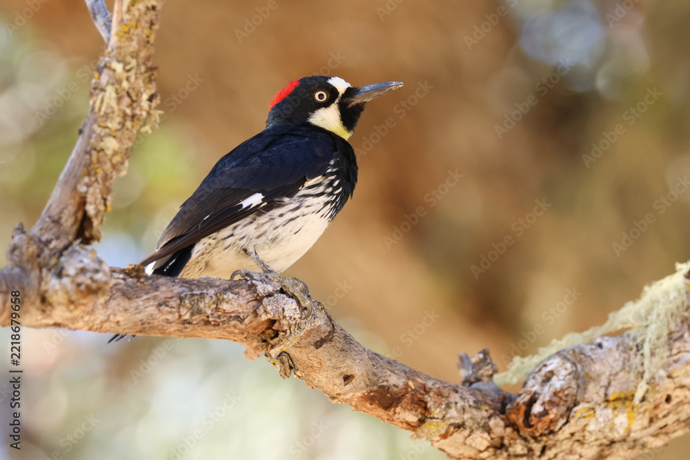 Obraz premium An Acorn Woodpecker, Melanerpes formicivorus, perching on a branch of a tree.