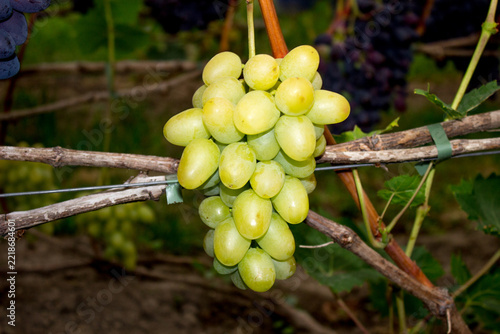 Delicious grapes grown on the farm. Wine making technology	
