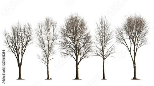 Five deciduous trees without leaves in winter season