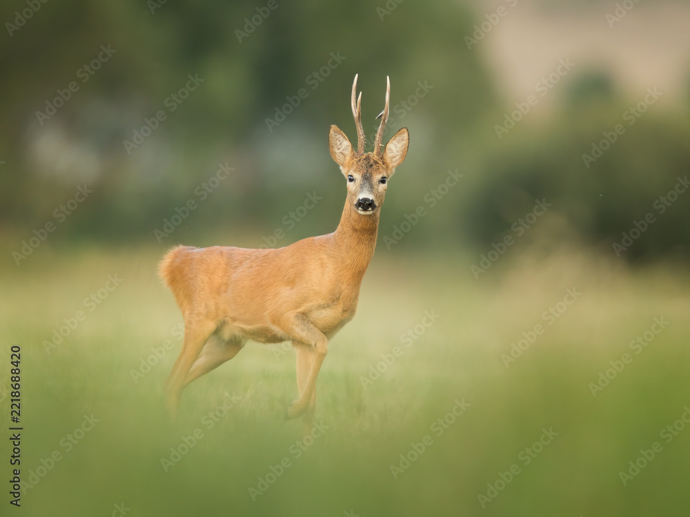 Fototapeta premium roe deer rut 