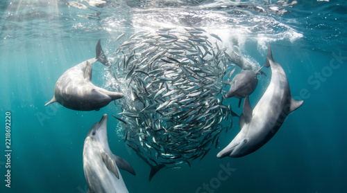 Pod of Dolphins Herding School of Fish Underwater in Blue Ocean
