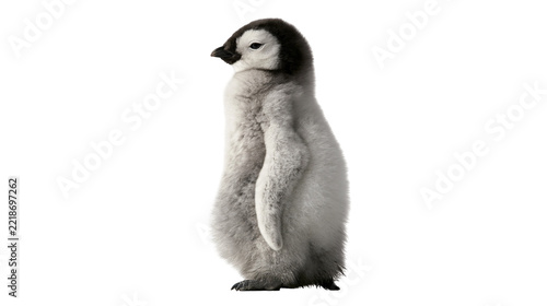Fluffy emperor penguin chick with grey downy feathers and black head markings
