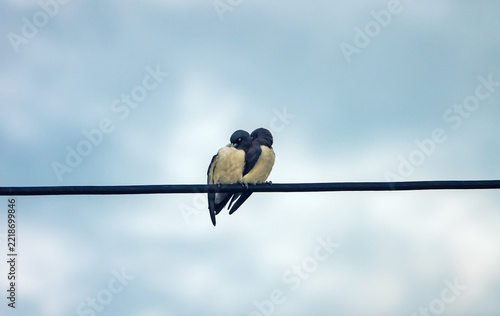 Wood-swallows (Artamidae, Astrapia) sweet couple titivate. The white-breasted woodswallow (Artamus leucorynchus) of Borneo