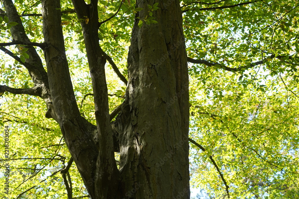 Obraz premium Stamm und Verzweigung einer alten Hainbuche (Carpinus betulus) mit Herbstlaub bei Sonnenschein