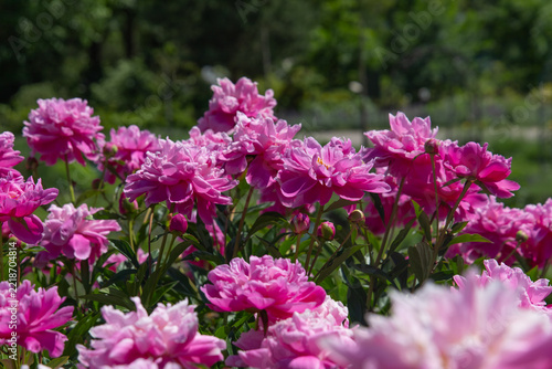 Varietal peonies bloom in a garden on a sunny day with vibrant pink colors and green foliage surrounding them