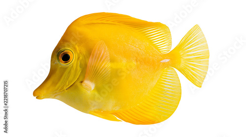 Obraz na plátně Bright yellow tang tropical fish with translucent fins and large dark eye