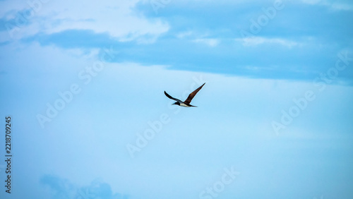 Piscivorous oceanic bird Brown booby (Sula leucogaster) flies over the wintertime Bali sea