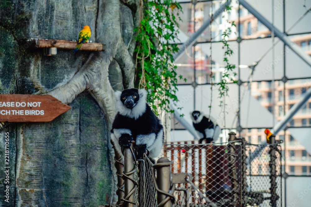 Naklejka premium The black-and-white ruffed lemur is a large primate of the lemur family, endemic to the island of Madagascar.