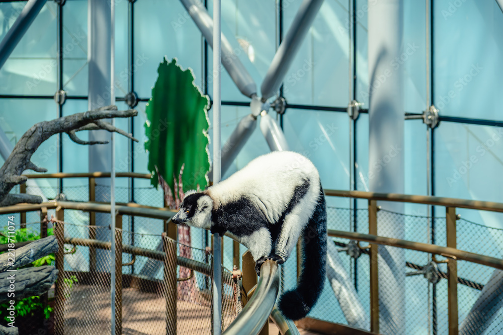 Naklejka premium The black-and-white ruffed lemur is a large primate of the lemur family, endemic to the island of Madagascar.