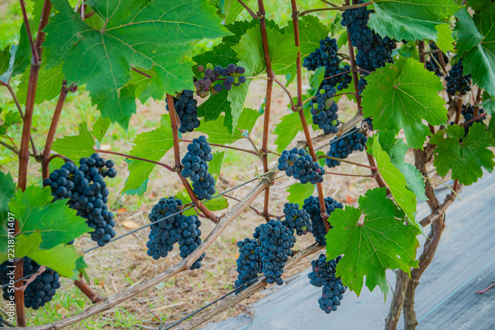Fototapeta premium Vibrant grapevines thrive under the sun, showcasing their rich clusters in the vineyard