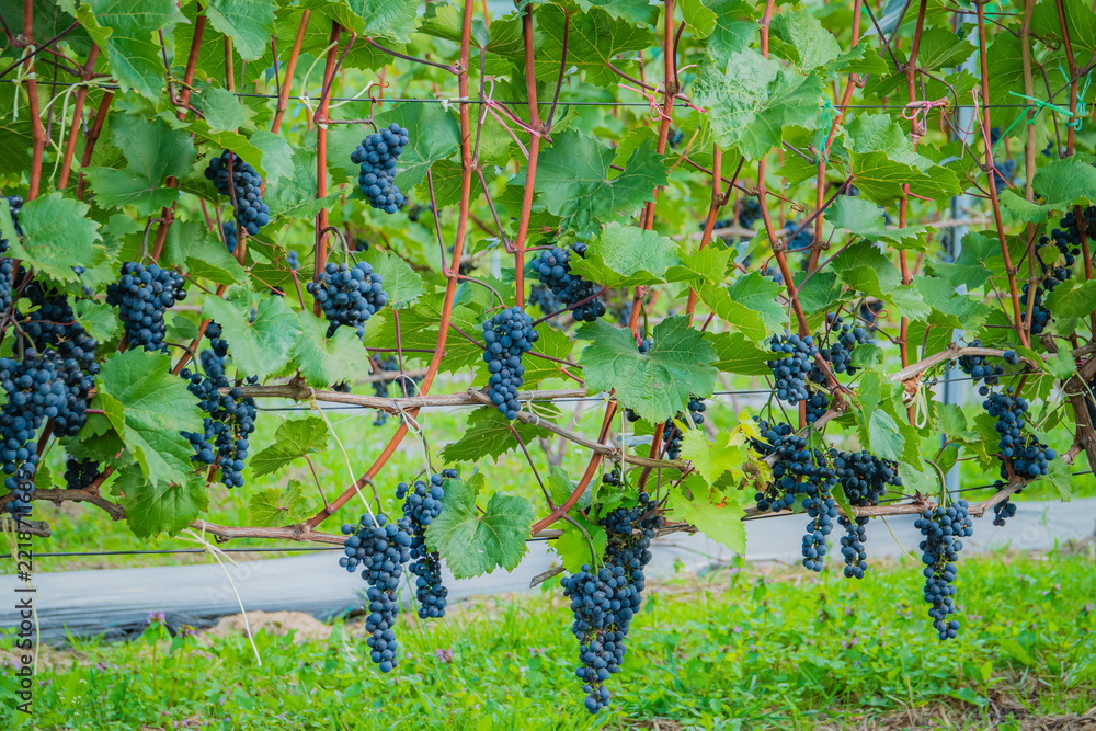 Fototapeta premium Vibrant grapevines bursting with rich dark grapes in a lush vineyard