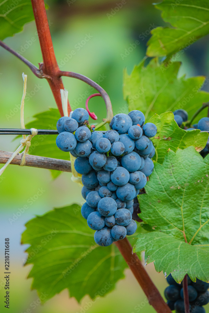 Fototapeta premium Beautiful cluster of ripe blue grapes hanging on a vine in a sunlit vineyard