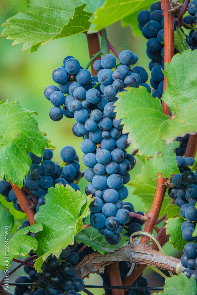 Fototapeta premium Vibrant clusters of ripe grapes basking in the soft sunlight of a serene vineyard