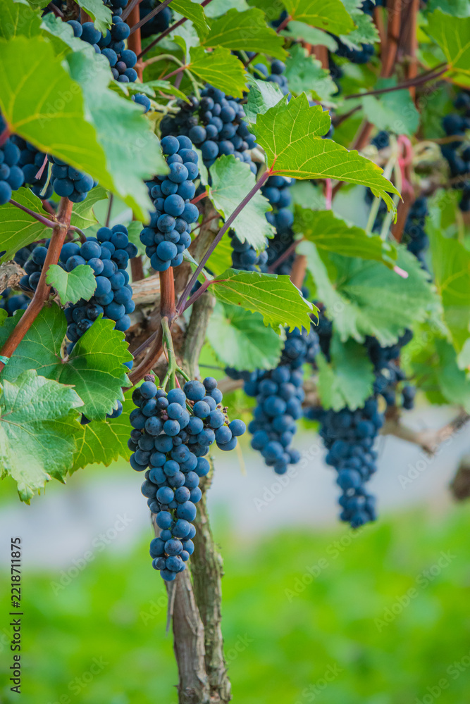 Naklejka premium Bunches of ripe blue grapes hanging from lush green vines in a vineyard