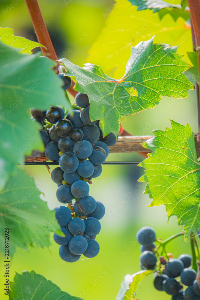 Fototapeta premium Bunches of ripe grapes hanging on a lush vine under bright sunlight