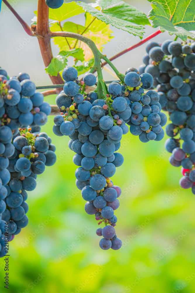 Naklejka premium Vibrant clusters of ripe grapes hang from lush green vines under soft sunlight