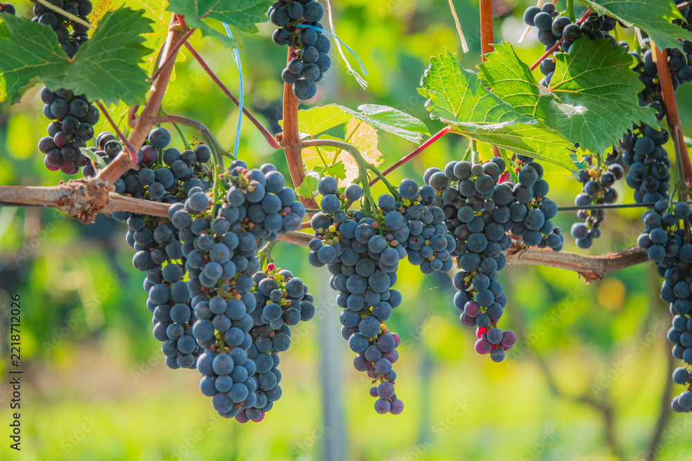 Naklejka premium Grapes cluster beneath a warm sun, thriving in the lush vineyard's embrace