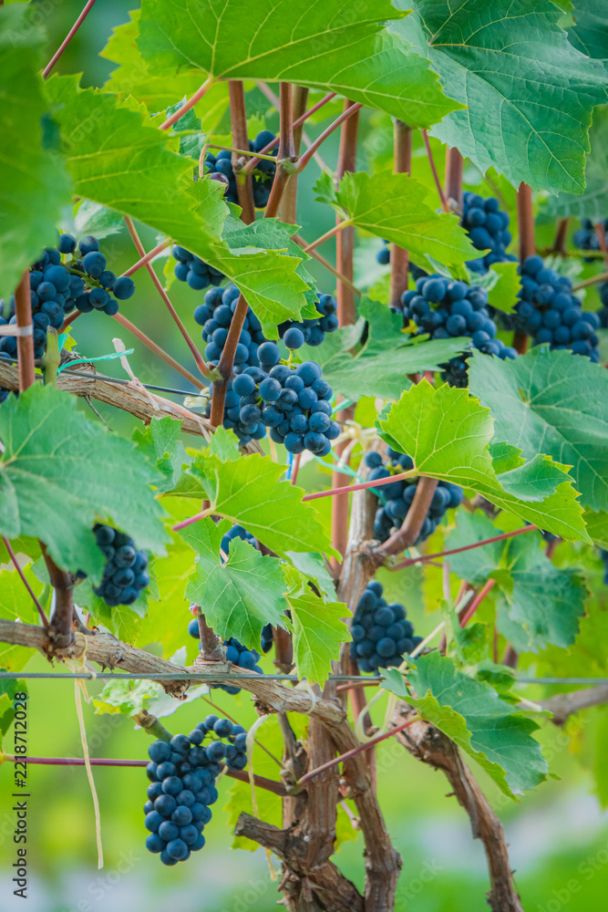 Fototapeta premium Lush vineyard filled with ripe blue grapes basking in warm sunlight