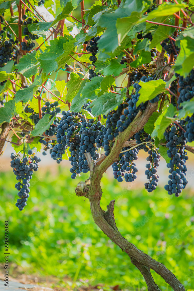 Fototapeta premium Bountiful vineyard displaying ripe grapes ready for harvest in warm afternoon sunlight