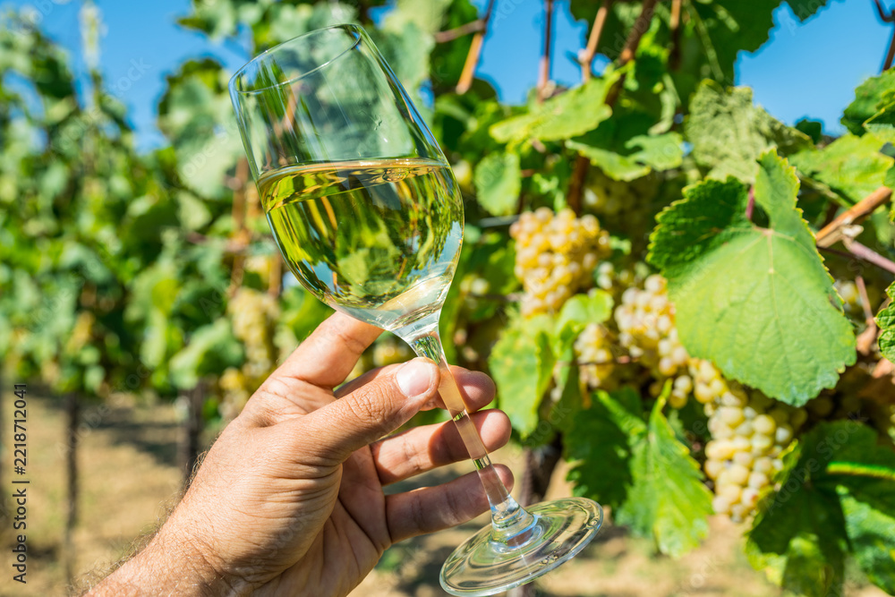 Fototapeta premium Hand holding glass of chilled white wine in front of lush green vineyard.