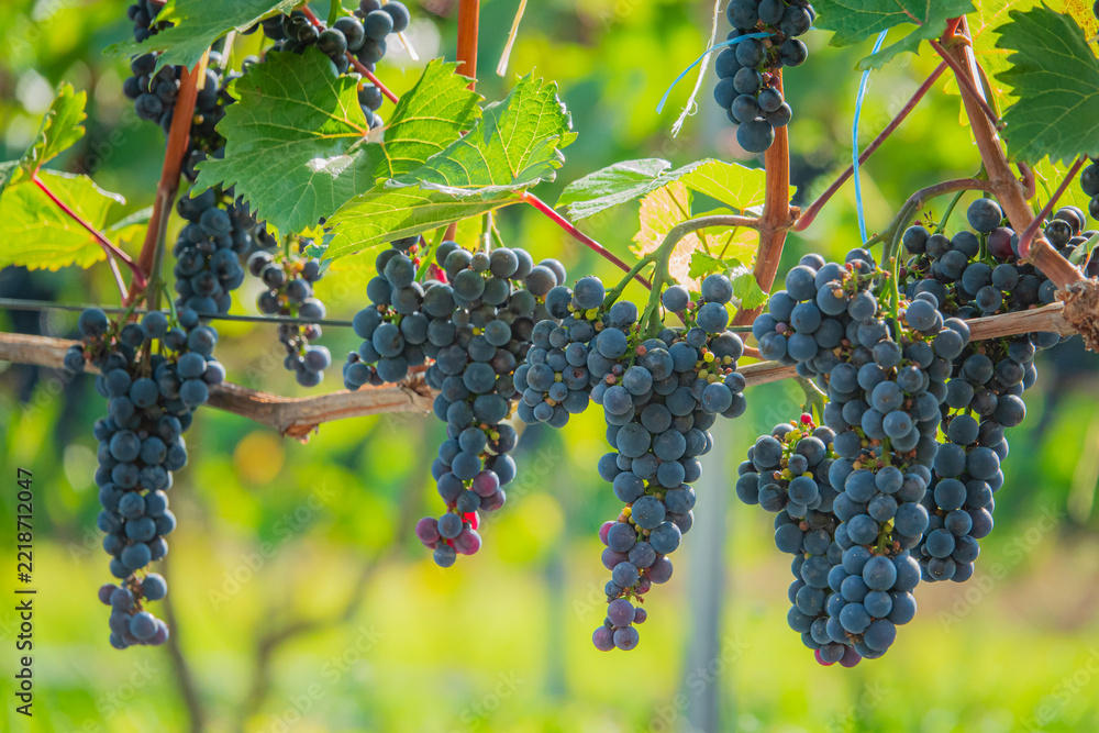 Fototapeta premium Vibrant grape clusters hang from verdant vines in a sunlit vineyard setting