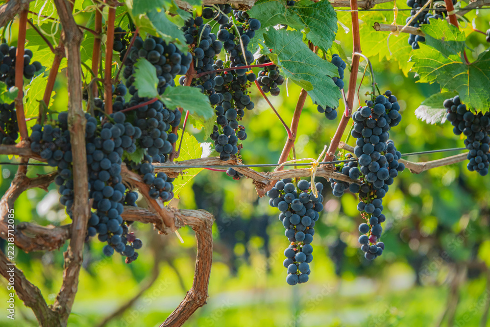 Fototapeta premium Rich clusters of ripe grapes hang along the vineyard, basking in the golden sunlight of autumn