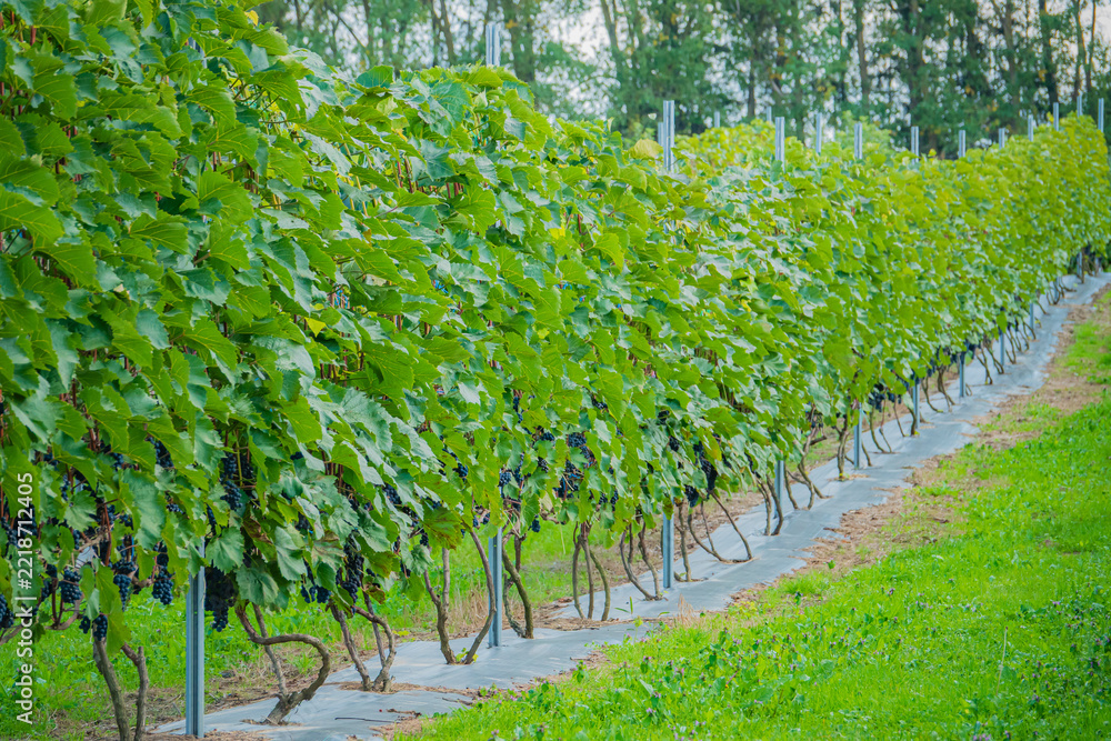 Naklejka premium Lush green vineyard rows stretching under a serene sky in late afternoon light
