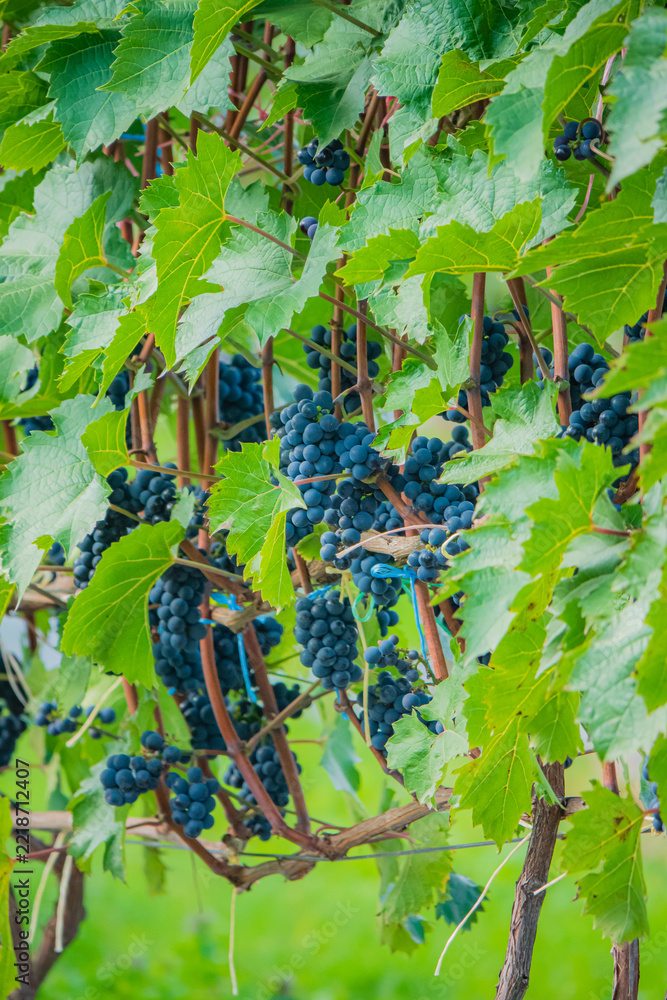 Fototapeta premium Bountiful grapevines drape lush greenery under soft sunlight in a vibrant vineyard