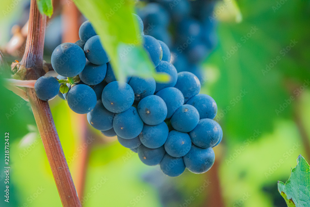 Fototapeta premium Ripening grapes on a vine in a lush vineyard on a sunny day