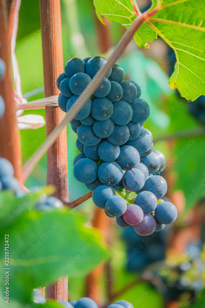 Naklejka premium Bunches of ripe grapes hang vibrantly in a sunlit vineyard during harvest season