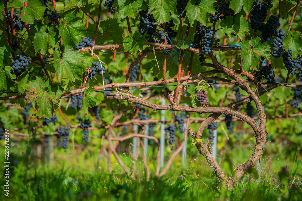 Naklejka premium Vibrant vineyard scene showcasing lush grapevines under bright sunlight