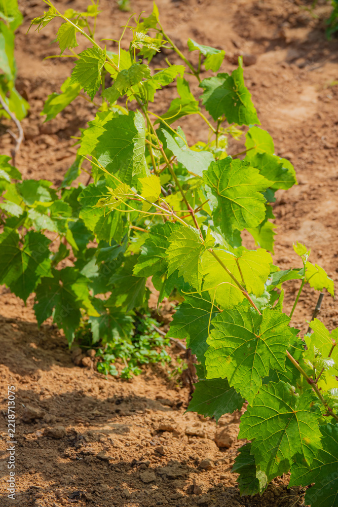 Naklejka premium Vibrant green grapevines thriving in warm sunlight on fertile soil