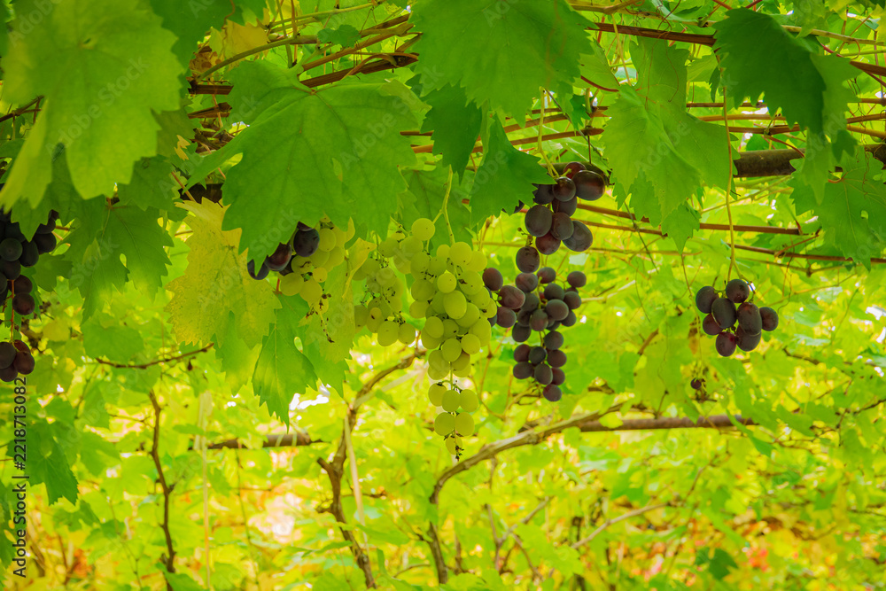 Naklejka premium Lush vineyard adorned with ripe grapes surrounded by vibrant green foliage