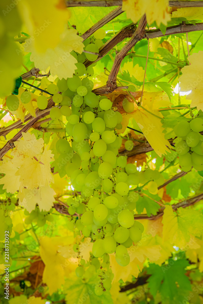 Naklejka premium Vibrant green grapes hang gracefully beneath a canopy of colorful autumn leaves