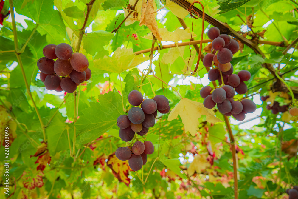 Fototapeta premium Bunches of ripe grapes hanging under lush green vines in a vineyard on a sunny day
