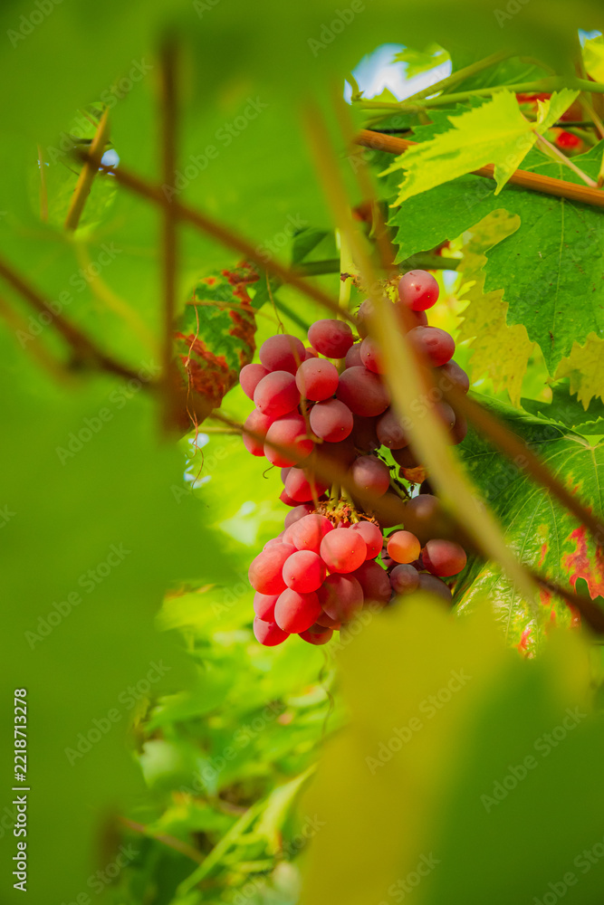 Fototapeta premium Vibrant clusters of grapes peek through lush green leaves under a bright sky