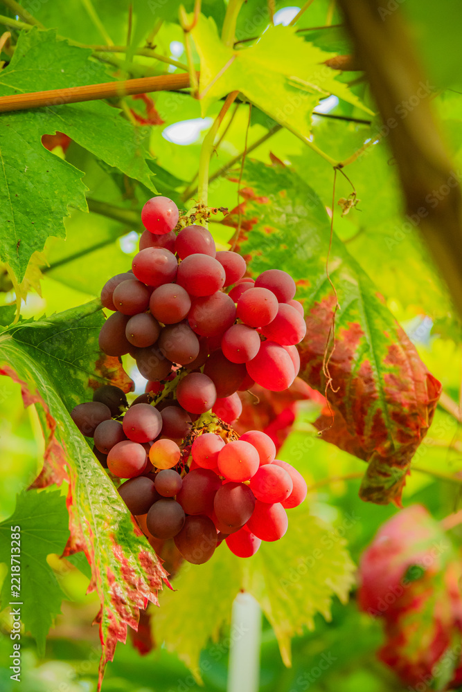 Fototapeta premium Vibrant red grapes hanging from lush green vines in a sunlit vineyard